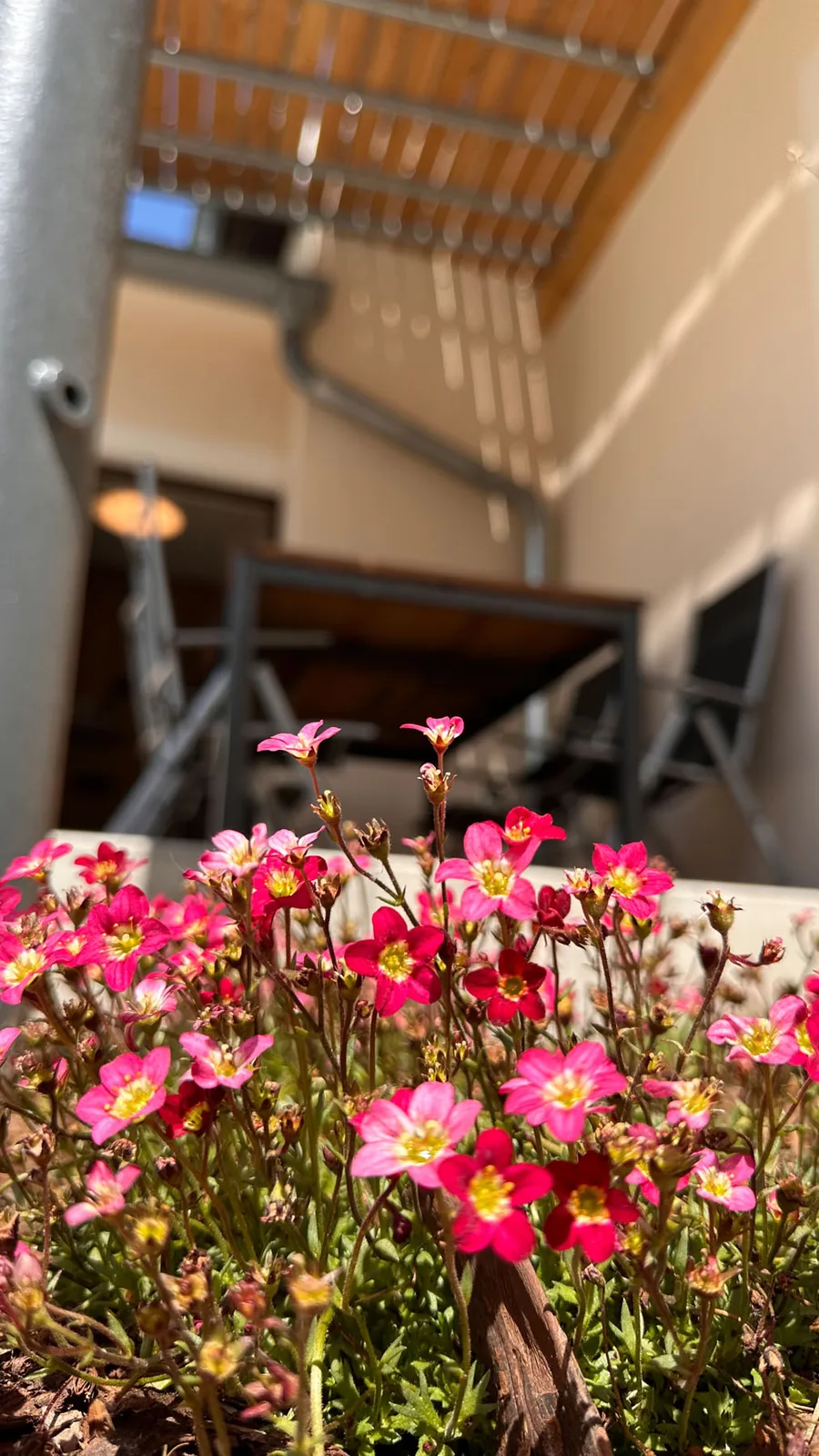 Terrasse der Ferienwohnung Altstadtglück in Torgau
