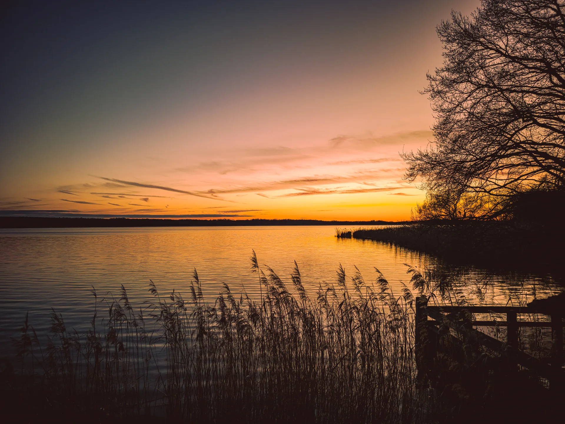 Großer Teich in Torgau mit Schilf und Baumkulisse bei Sonnenuntergang